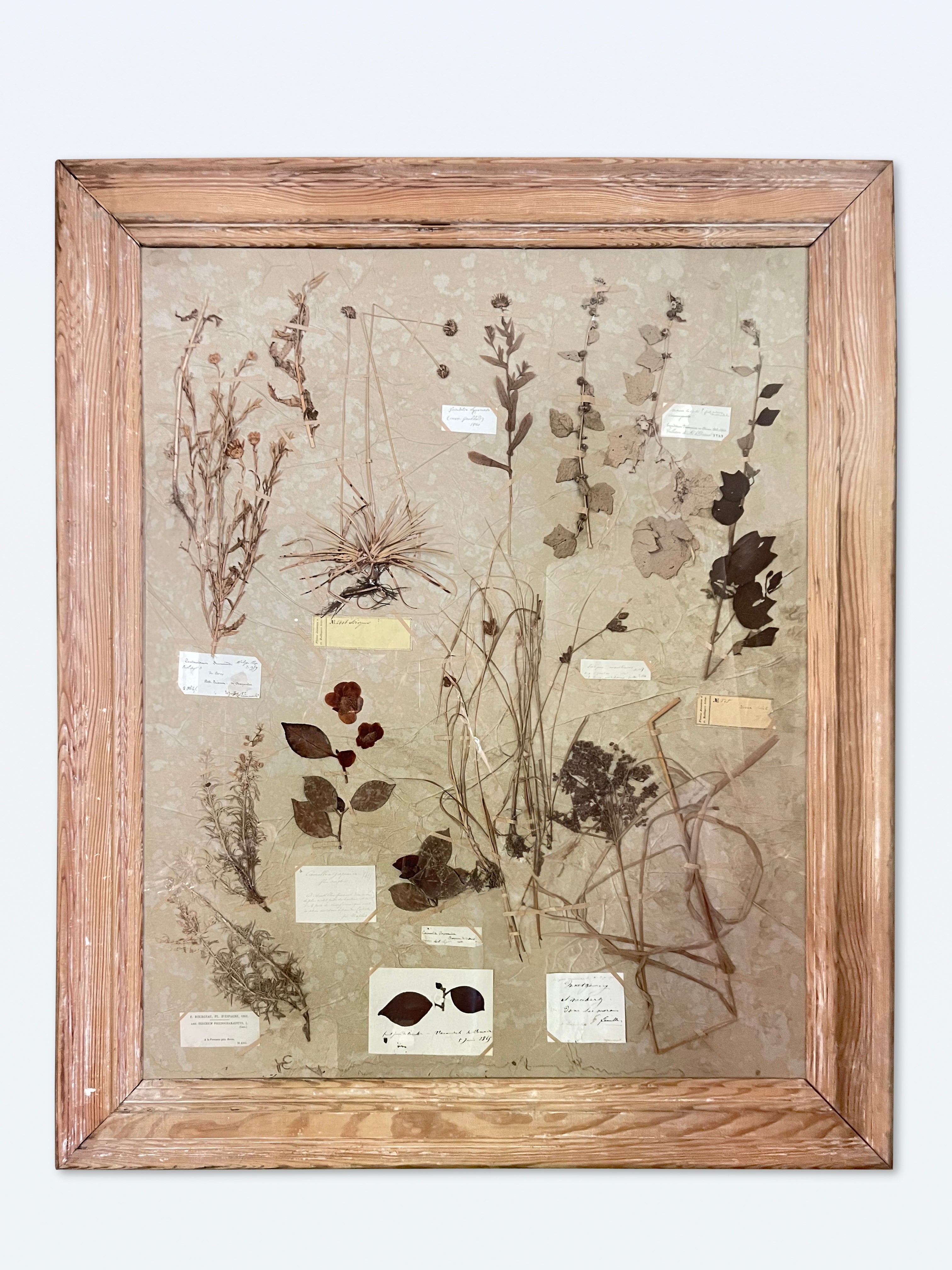Framed Large Collection of Herbiers