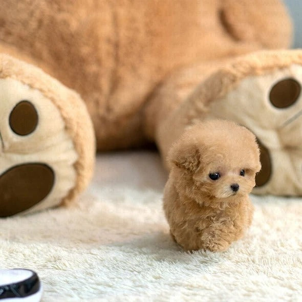 realistic teddy dog