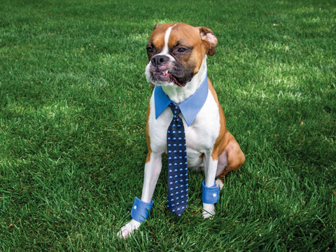 Dog in Business Man Costume