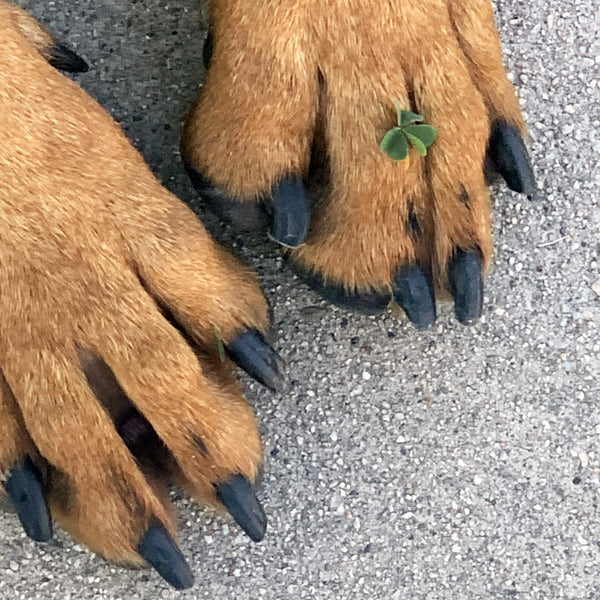 Dog Paws with Clover