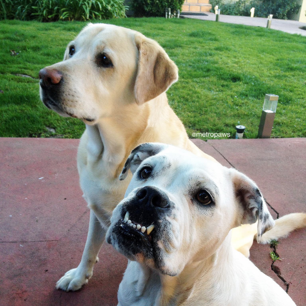 Labrador Retriever and American Bulldog sitting on sidewalk near lawn.