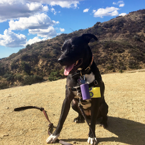 Dog hiking in Malibu, CA
