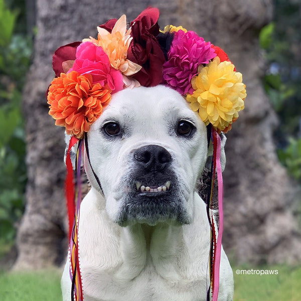 American Bulldog with flower headband