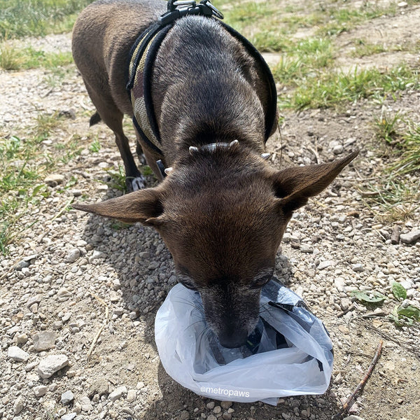 Small brown dog drinking from water bowl created with Poopy Packs degradable poop bags