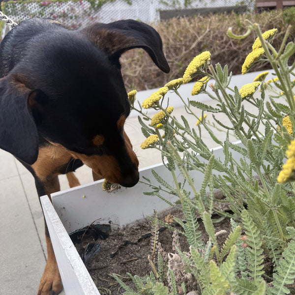 Black dog smelling yellow flowers in flowerbed