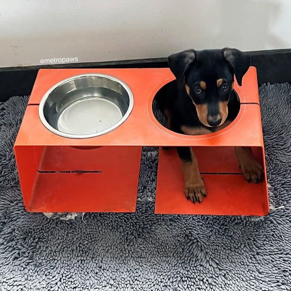 Black and brown puppy in feeder, next to water bowl