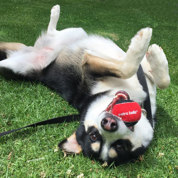 Husky on its back in the grass with a red Metro Ball in its mouth.