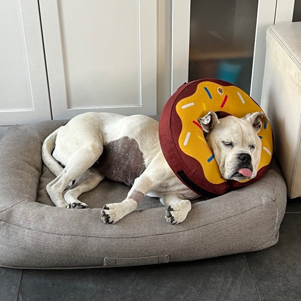 White dog after surgery laying in bed with donut around neck