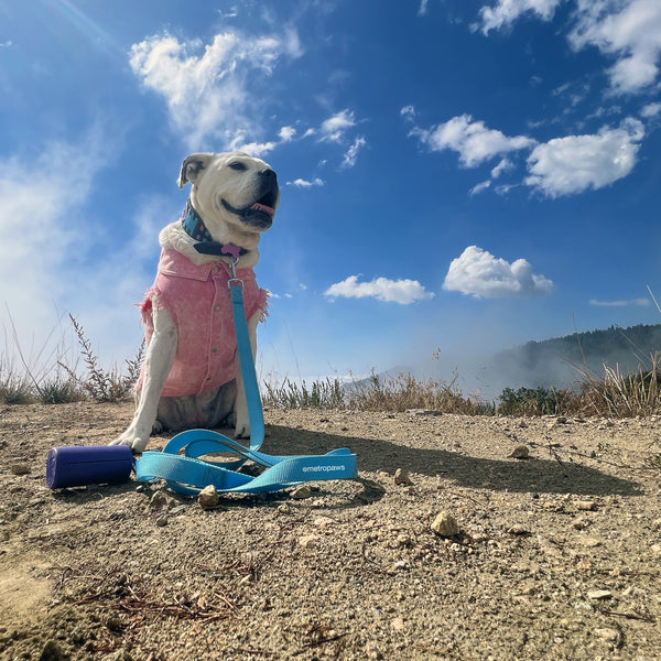 White dog hiking on mountain with Purple Poopcase, compostable poop bag holder