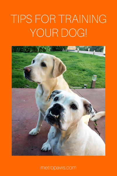 Pinterest pin with orange background and two dogs sitting. Title text reads "Tips for training your dog"