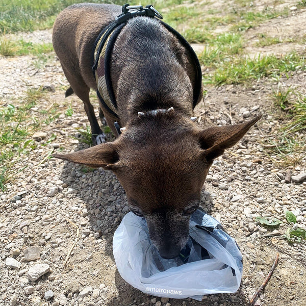 Dark brown chihuahua drinking water from a bowl made using Poopy Packs.