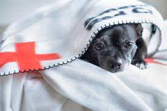 Pup with American Red Cross
