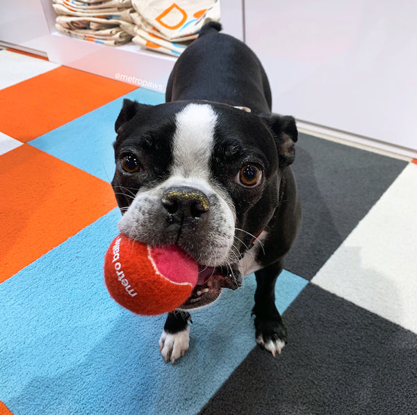 Black dog showing off red and pink tennis ball