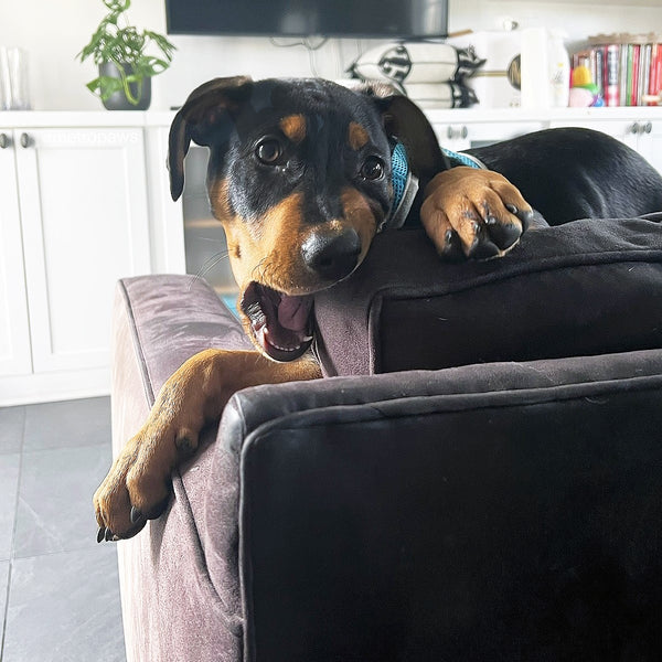 Black dog chewing on couch