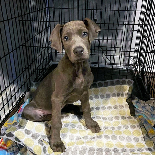 Grey puppy in a crate