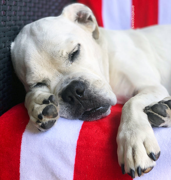 American Bulldog sleeping on a red and white blanket