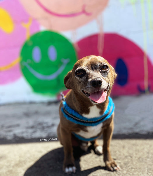 Brown and black Chihuahua Dachshund mix dog looking happy and smiling in front of graffiti wall with smiley faces