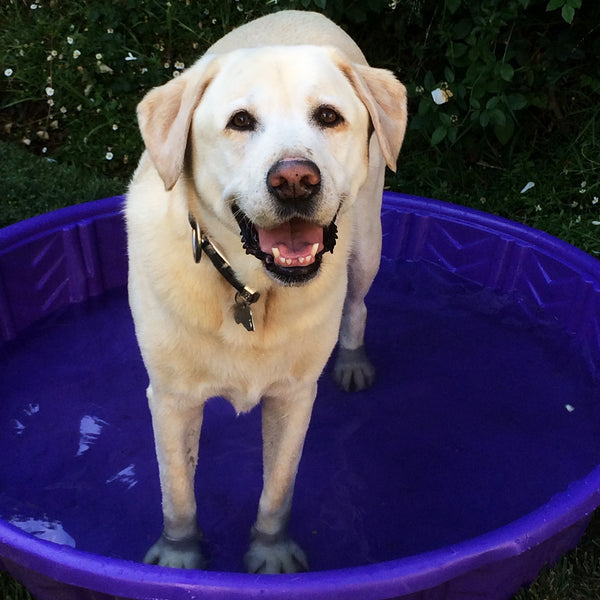English Labrador standing in blue kiddy pool