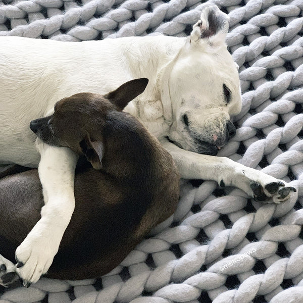 White American Bulldog and Brown Chihuahua snuggling on blanket