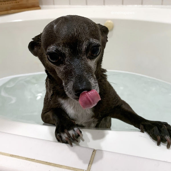 Small brown down in bathtub