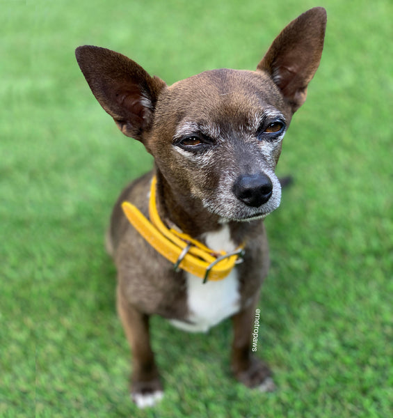 Chihuahua sitting on grass