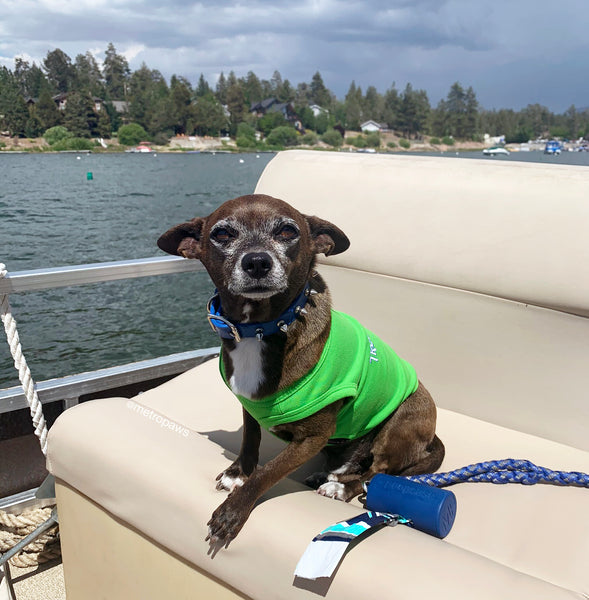 Brown and Black Chihuahua sitting on boat in lake with trees along the shore.