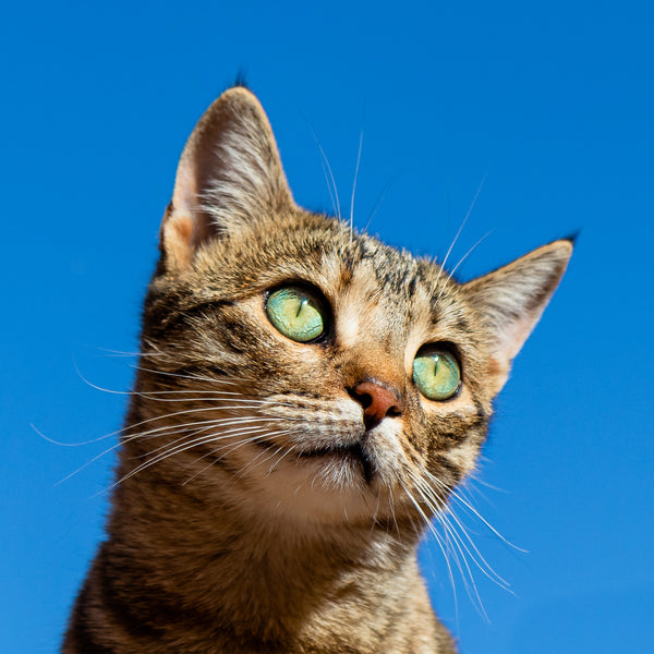 Cat staring into sky.
