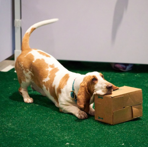 DIY Dog Puzzles – Impact Dog Crates