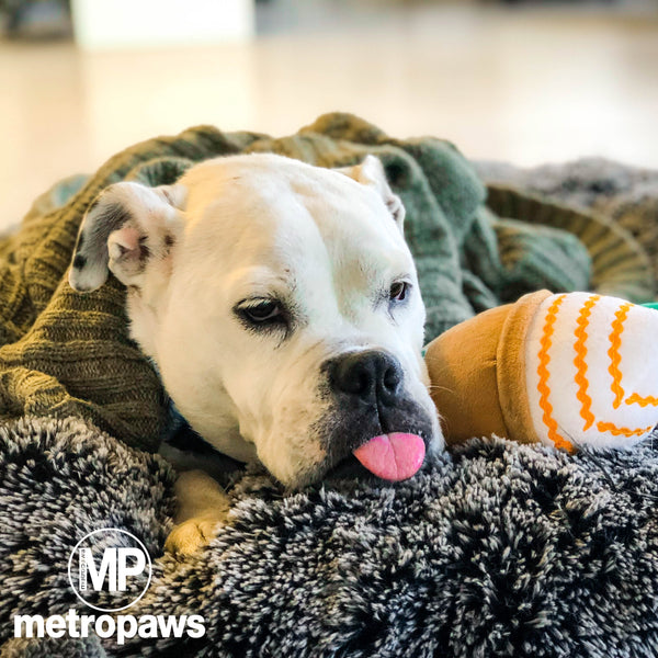 White dog with a fall-themed toy on grey bed