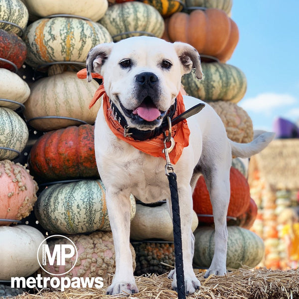 White dog at a pumpking patch