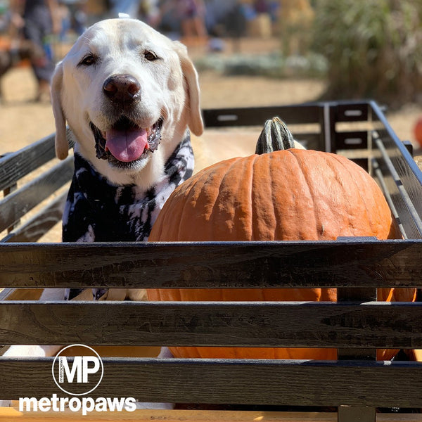 Dog in wagon sitting next to pumpkin