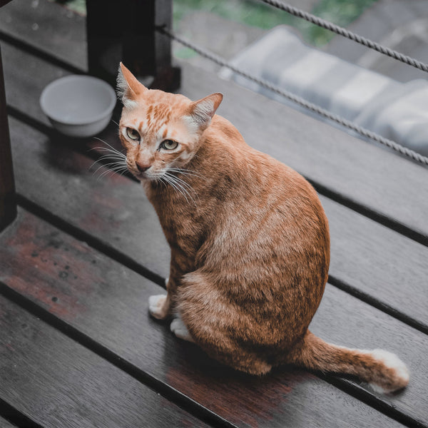 Orange cat sitting on deck.