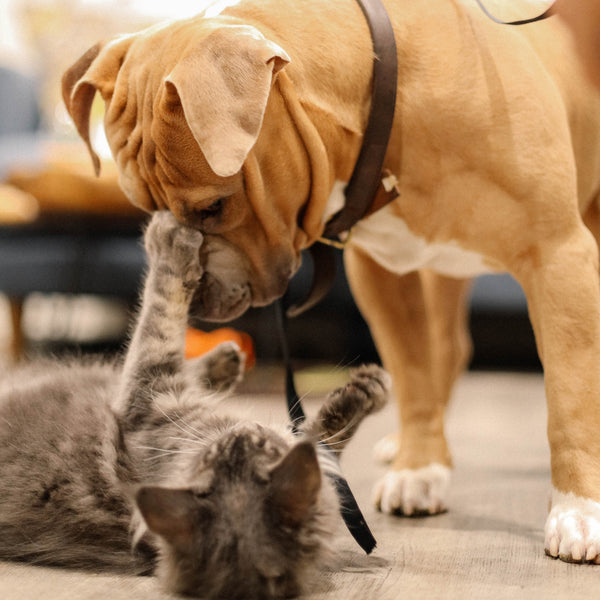 Dog and cat playing.
