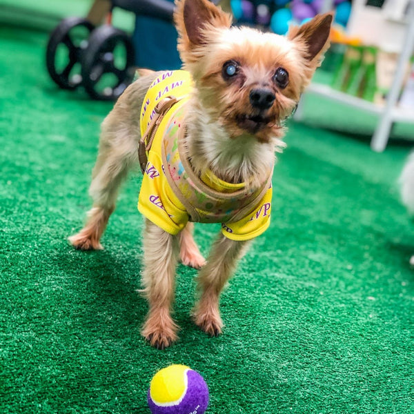 Senior dog playing with Mini Metro Ball, pet-safe tennis ball