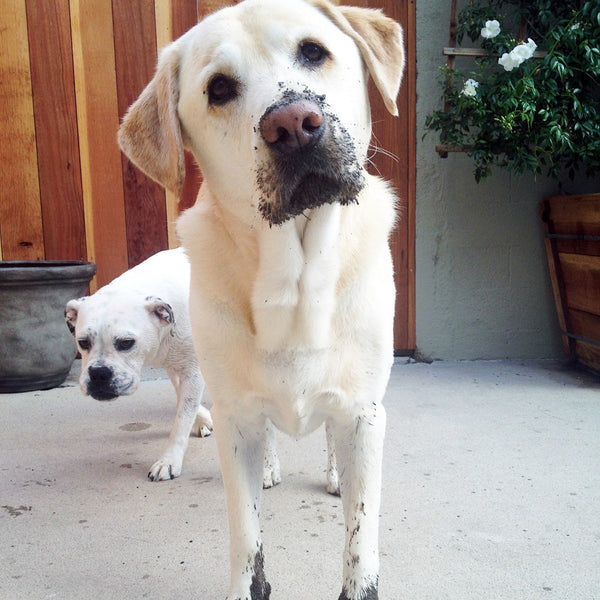 English Labrador dog with muddy snout and paws