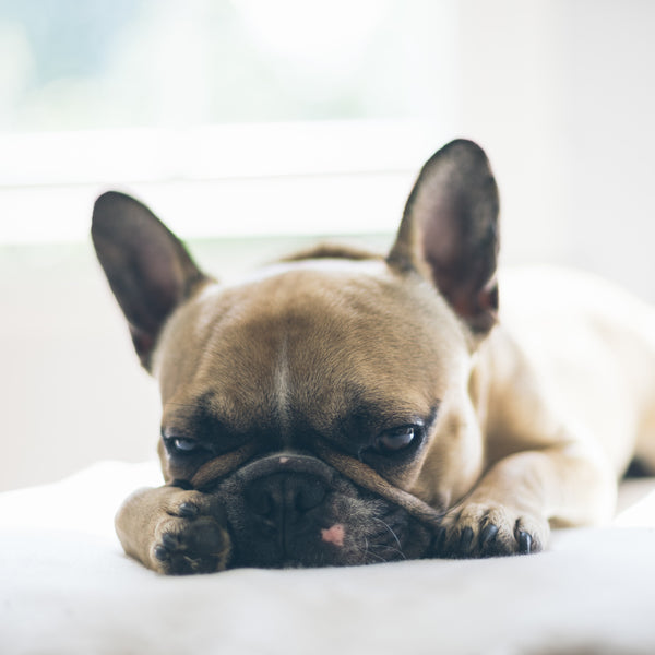 French Bulldog laying down and looking tired