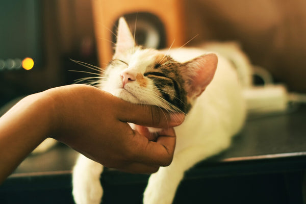 Cat being pet with a human hand
