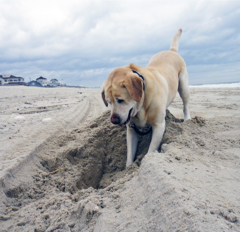 yellow Labrador retriever digging in the sand on the beach