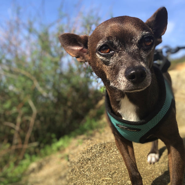 Chihuahua hiking on trail