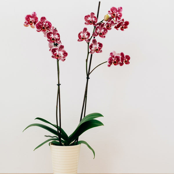 Orchid pet safe plant