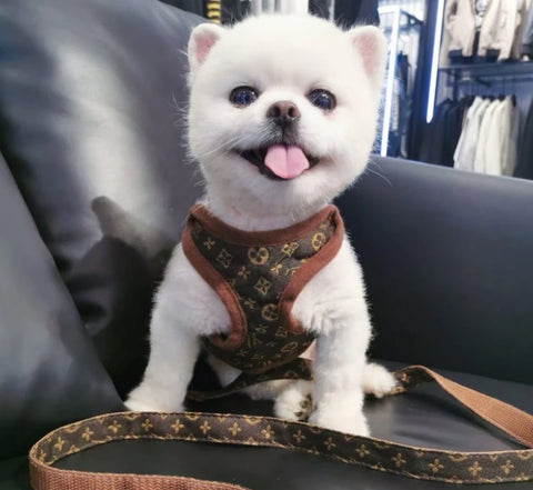 Designer inspired dog harness – Isle For Dogs Boutique LTD