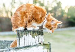 Persnickety Pets: harvest plaid breakaway cat collar, Persimmon Lane Photography