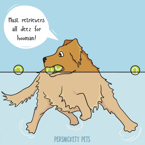 Persnickety Pets: Skipper retrievers the tennis balls