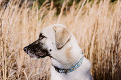 Persnickety Pets: Andrea Cacho Photography