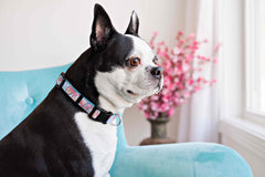 Persnickety Pets: classic dog collar, Photography by Kim Smith