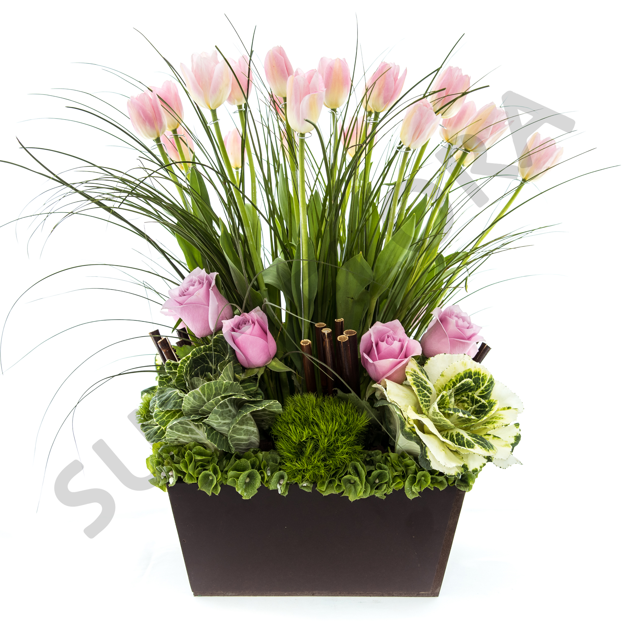 Naturaleza Holandesa – Surtiflora