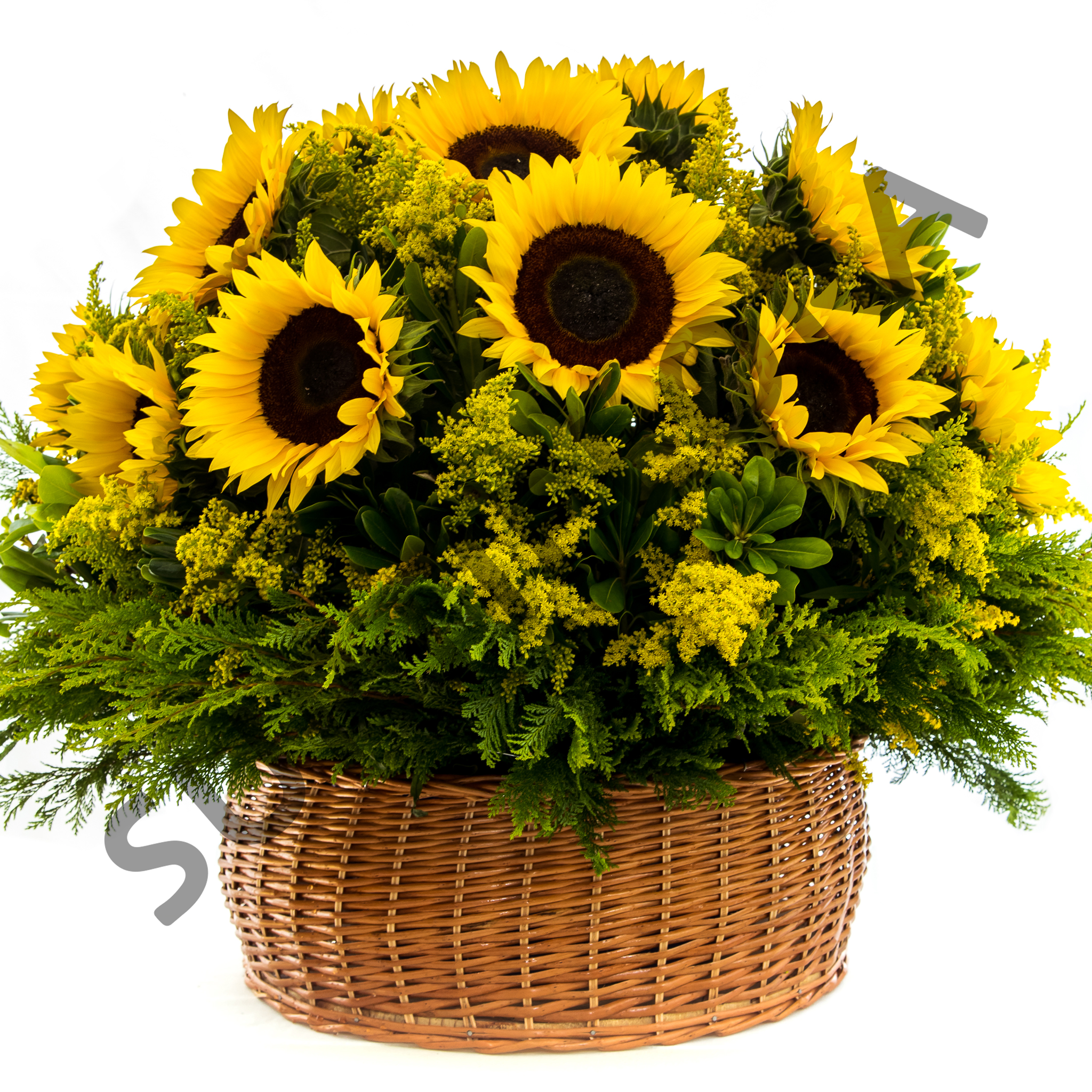 Sunflower – Surtiflora
