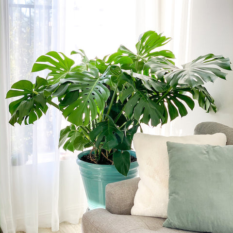 monstera growing indoors in living room with soft light from window