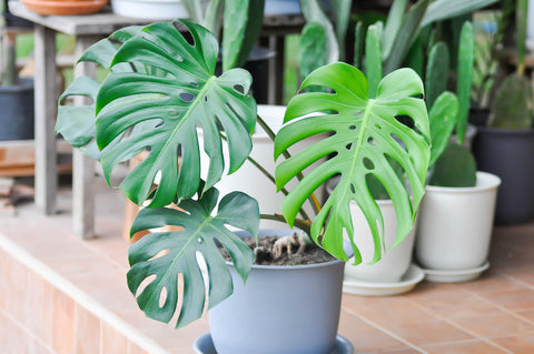 monstera deliciosa growing healthy outside on a tile porch