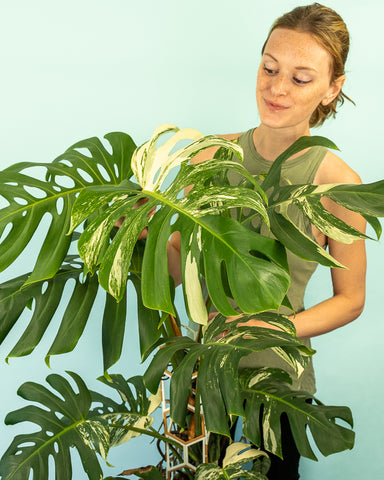 young woman with monstera deliciosa very tall plant